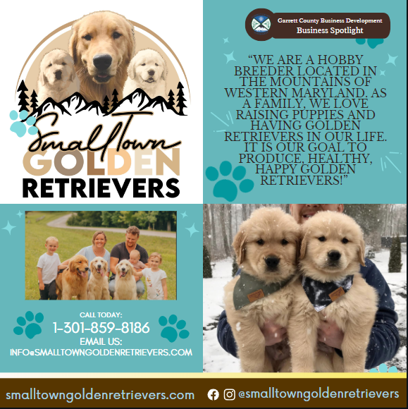 Business Spotlight
Small Town Golden Retreivers 
“We are a hobby breeder located in the mountains of western Maryland. As a family, we love raising puppies and having Golden Retrievers in our life. It is our goal to produce, healthy, happy Golden Retrievers!” 